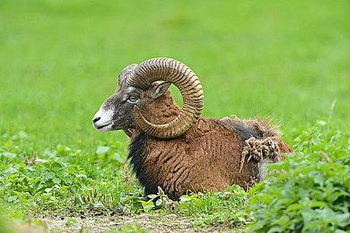 IGN：《狂野之心》本质就是《怪物猎人》 开头24分钟演示